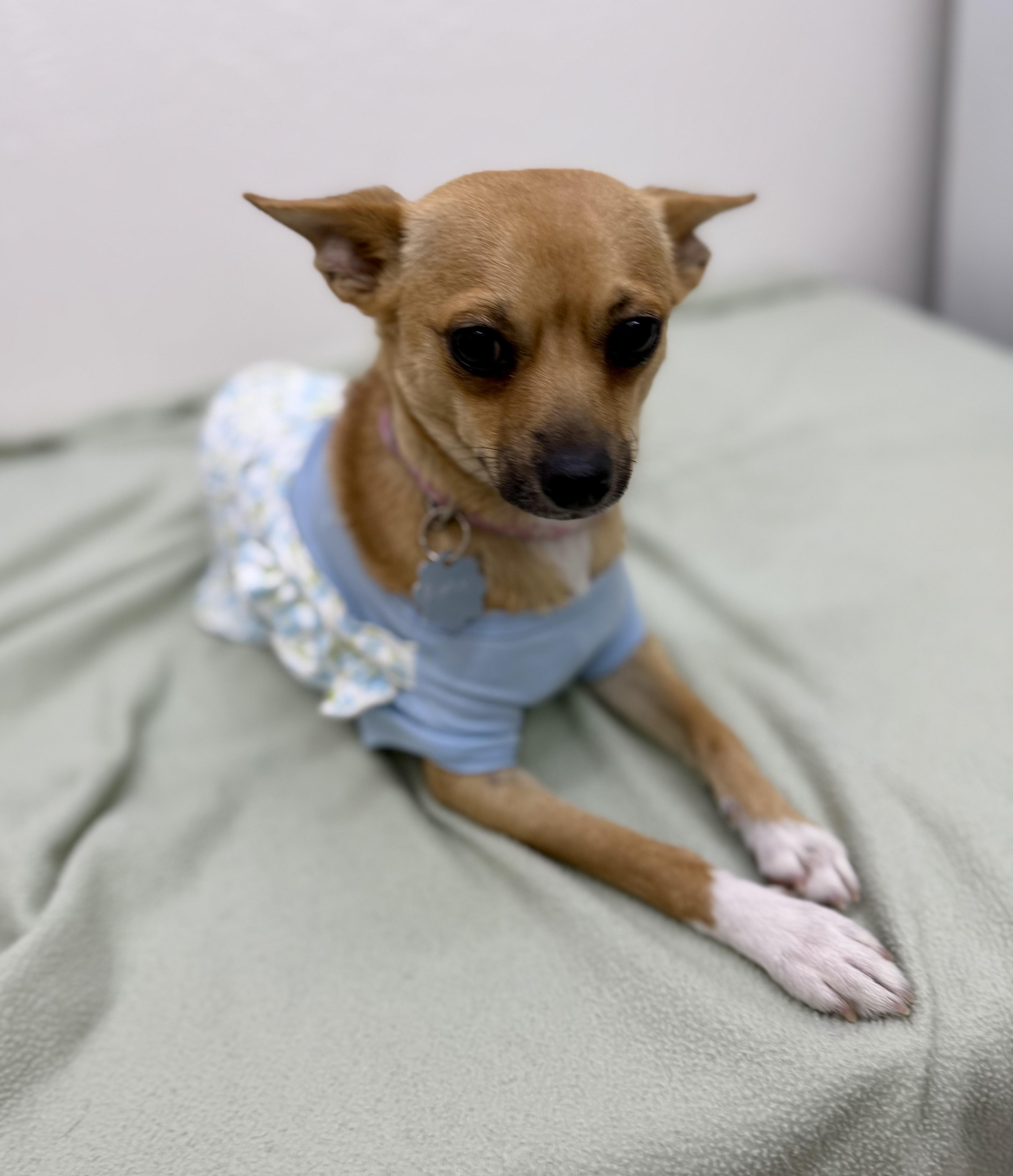 A young small-sized female Yellow / Tan / Blond / Fawn Chihuahua dog named Angelica for adoption in Sonora, CA