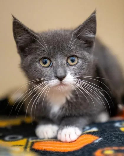 A baby small-sized female Domestic Short Hair cat named Celine for adoption in Pequot Lakes, MN