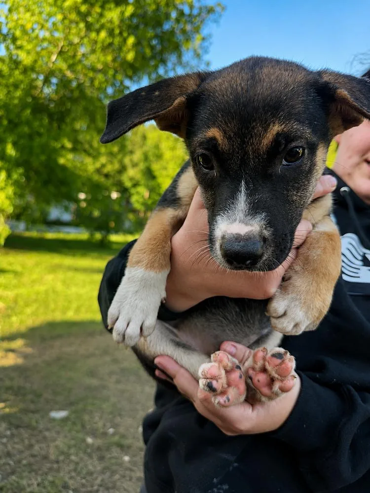A baby small-sized female Brown / Chocolate Shepherd dog named Sage for adoption in Leverett, MA