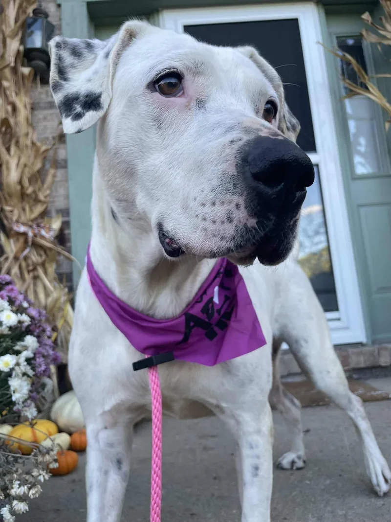An adult medium-sized female Labrador Retriever dog named Gigi for adoption in Germantown, OH