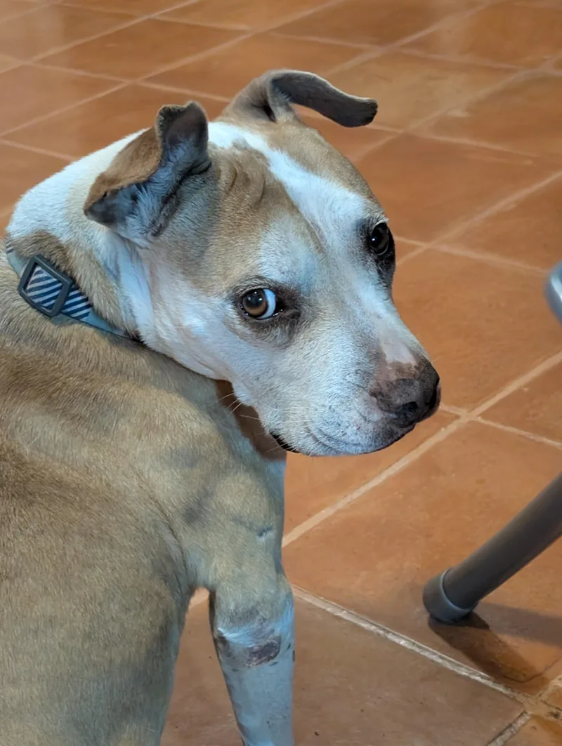 Angelita