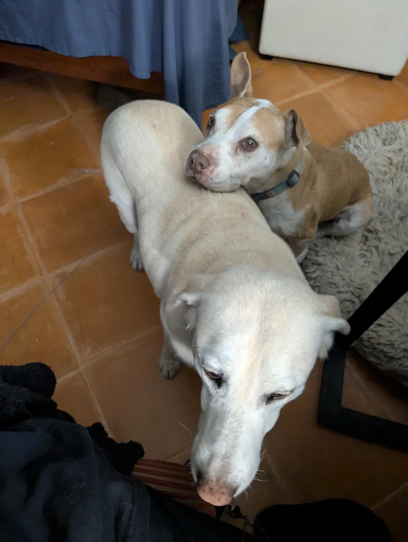 Angelita thumbnail 3