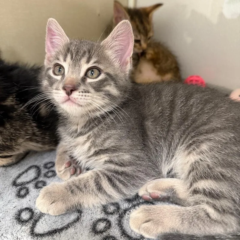 A baby small-sized male Gray / Blue / Silver Domestic Short Hair cat named Stanford for adoption in Sunnyvale, CA