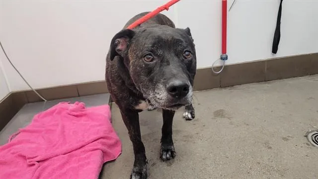 An adult large-sized female Labrador Retriever dog named Tiva Aka Eva for adoption in Tucson, AZ
