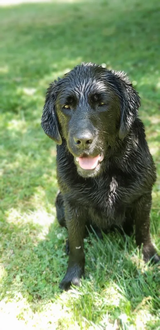 An adult large-sized male Black Labrador Retriever dog named Kong for adoption in Stone Mountain, GA