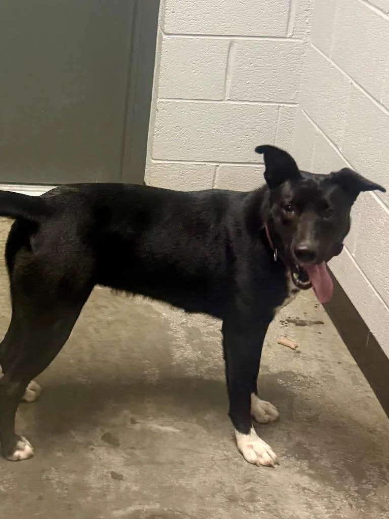 A baby large-sized female German Shepherd Dog dog named Nova for adoption in Henderson, NC