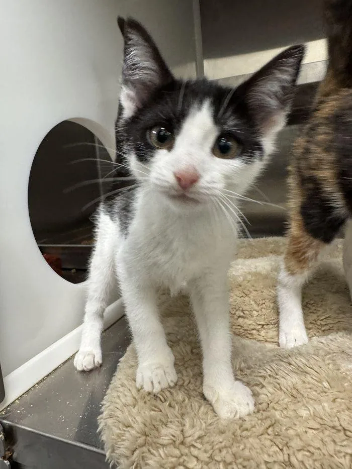 A young small-sized male Black & White / Tuxedo Domestic Short Hair cat named Fleck for adoption in Hilton Head Island, SC