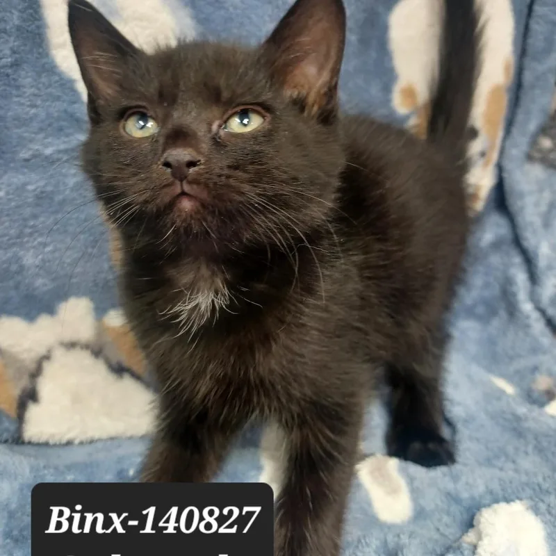 A baby small-sized male Domestic Short Hair cat named Binx for adoption in New Tazewell, TN