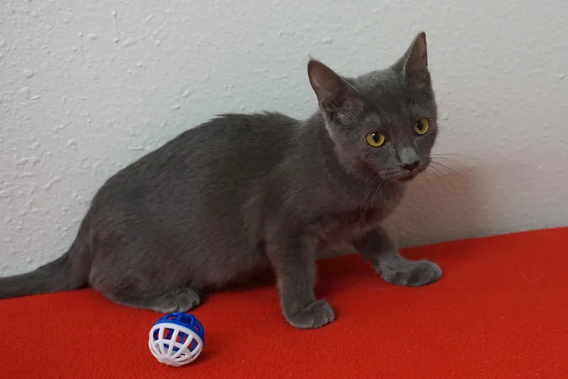 A baby small-sized female Domestic Short Hair cat named Princess B. for adoption in Fountain Hills, AZ