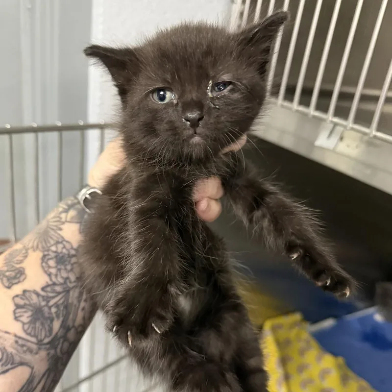 A baby small-sized male Black Domestic Short Hair cat named Wookiee for adoption in Marion, VA