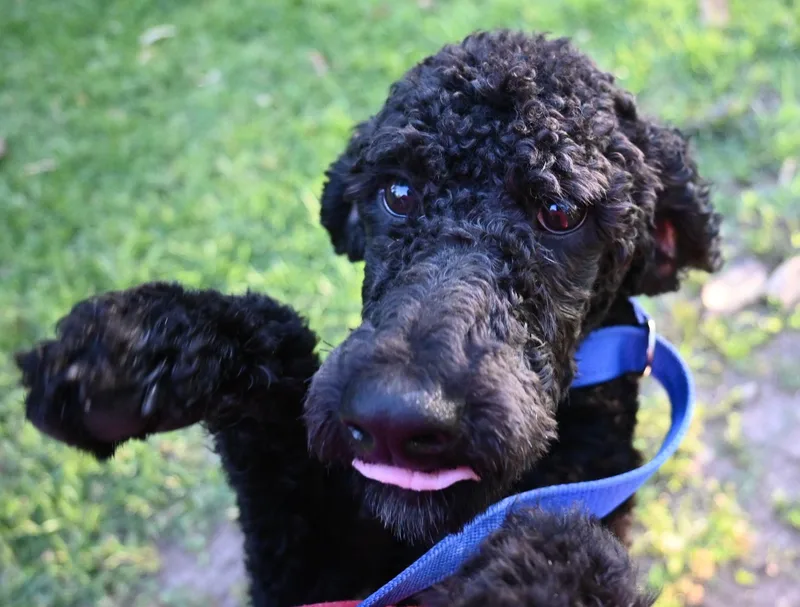 A baby medium-sized male Standard Poodle dog named Heuy. for adoption in Mobile, AL