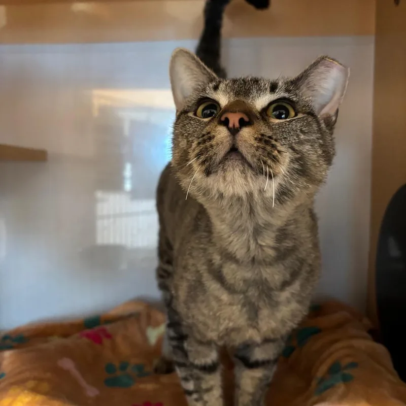 An adult small-sized male Brown / Chocolate Domestic Short Hair cat named Bald Eagle for adoption in Washington Township, OH