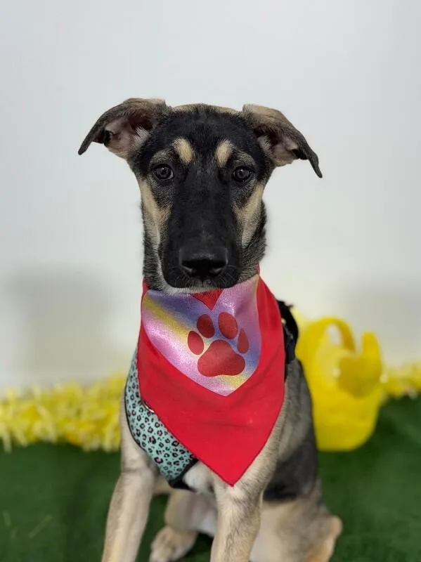 A baby medium-sized female Black German Shepherd Dog dog named Lucille for adoption in Carlsbad, CA