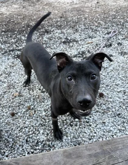 A young small-sized female Mixed Breed dog named Red Velvet for adoption in Chamblee, GA