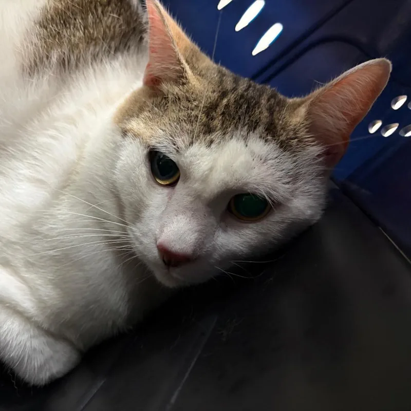 An adult large-sized male White American Curl cat named Ronald for adoption in Lake Jackson, TX