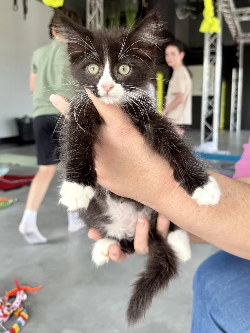 A baby medium-sized male Black & White / Tuxedo Domestic Medium Hair cat named Cat  Kevin for adoption in GILBERTS, IL