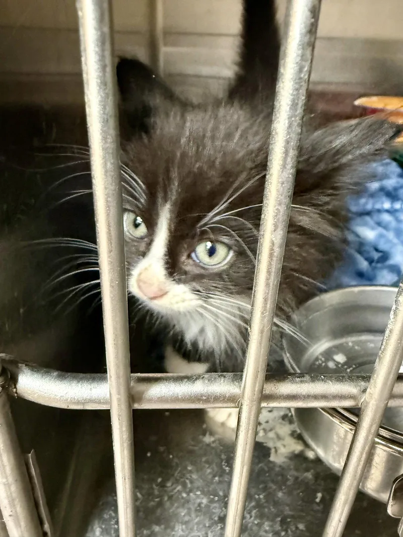 Cat  Kevin thumbnail 2