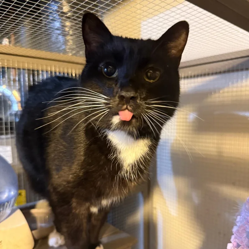 An adult large-sized male Black Domestic Short Hair cat named Mary Poppins for adoption in Buffalo, MN