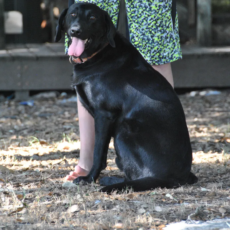 An adult medium-sized male Black Labrador Retriever dog named Gunner for adoption in Lewisville, IN
