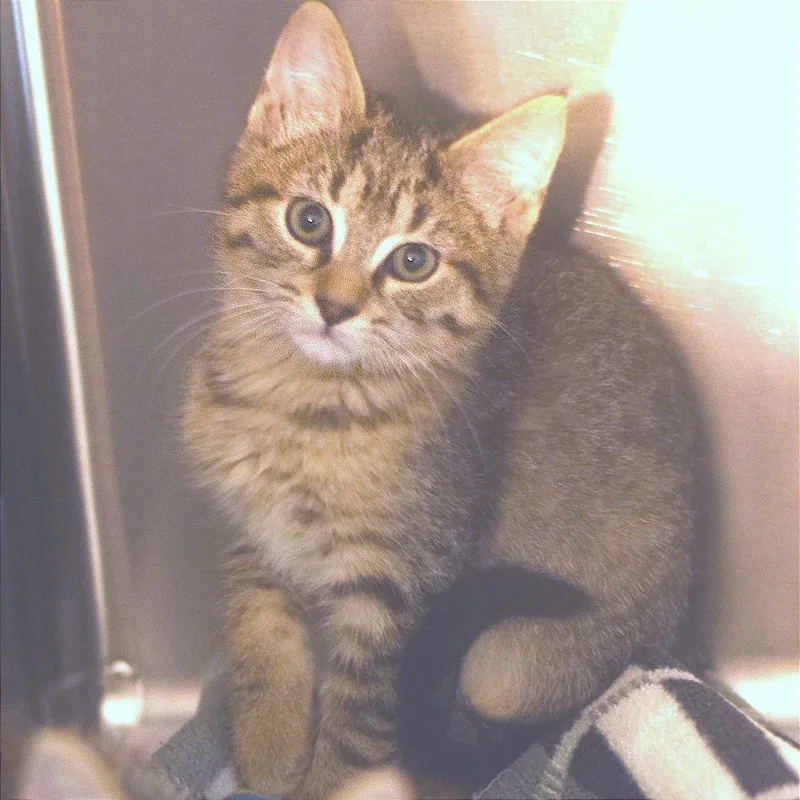 A baby small-sized female Brown / Chocolate Domestic Short Hair cat named Ms. Patricia for adoption in Belleville, IL
