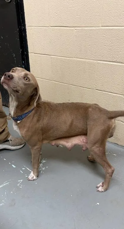 An adult medium-sized female Brown / Chocolate Pit Bull Terrier dog named Jane for adoption in Harlingen, TX