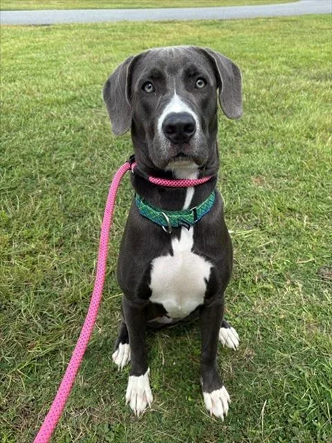 A young medium-sized male American Bulldog dog named Ellis for adoption in Brunswick, GA