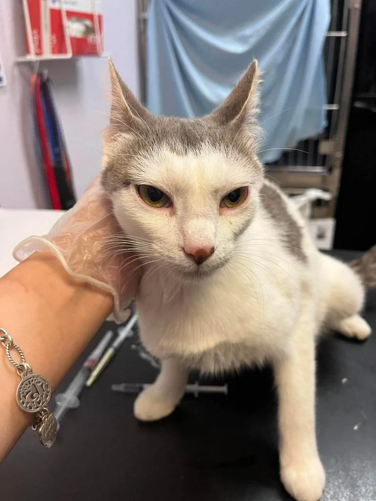 A young medium-sized female Domestic Short Hair cat named Power Stone for adoption in New Braunfels, TX