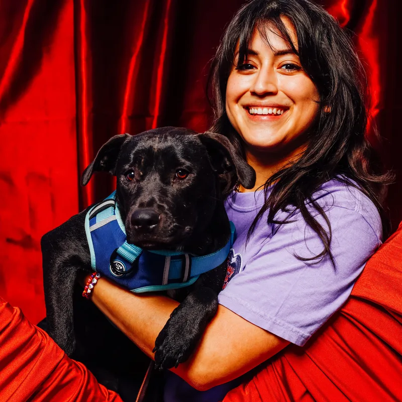 A young medium-sized female Black Pit Bull Terrier dog named Bali for adoption in Spring, TX