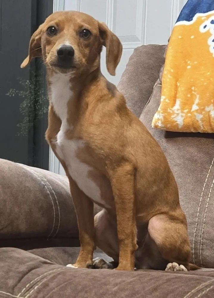 A young medium-sized male Tricolor (Brown, Black, & White) Hound dog named CD : Aspen for adoption in Aurora, IN