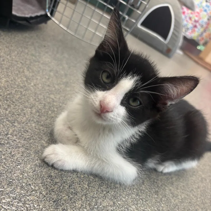 A baby small-sized male Black Domestic Short Hair cat named Cosmos for adoption in Brockton, MA