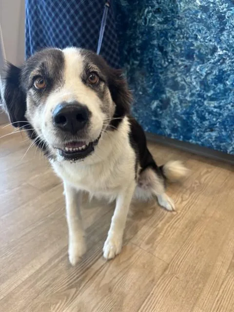An adult large-sized female Border Collie dog named Juniper for adoption in Pearland, TX