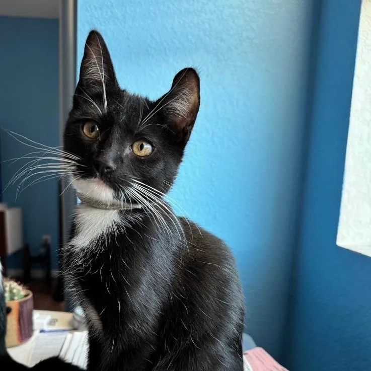 An adult small-sized male Black Domestic Short Hair cat named Shaolin for adoption in Los Angeles, CA