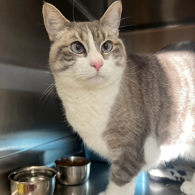 An adult large-sized male Domestic Short Hair cat named Milo for adoption in Spokane, WA