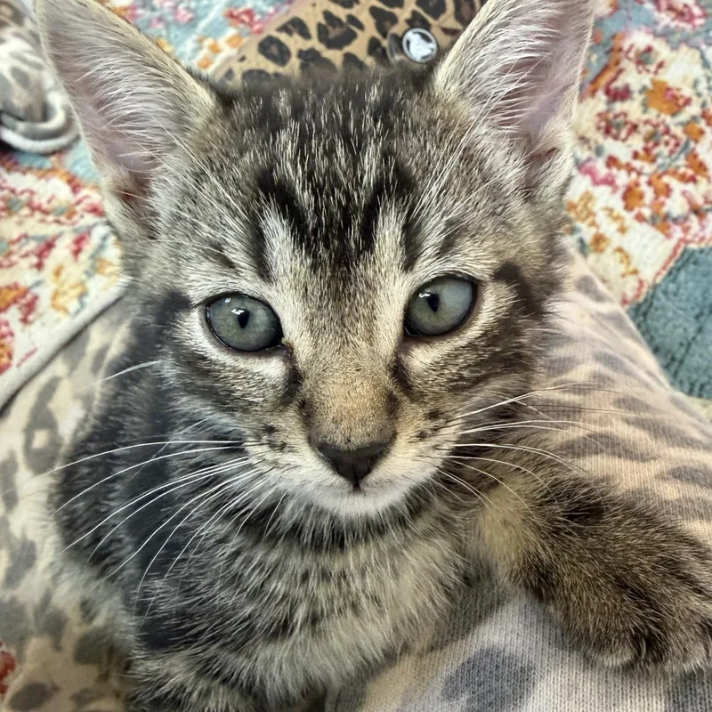 A baby medium-sized female Tabby (Brown / Chocolate) Tabby cat named Sabrina for adoption in Albuquerque, NM