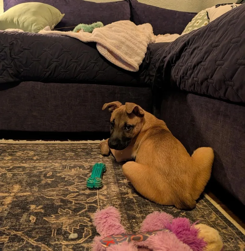 Harper