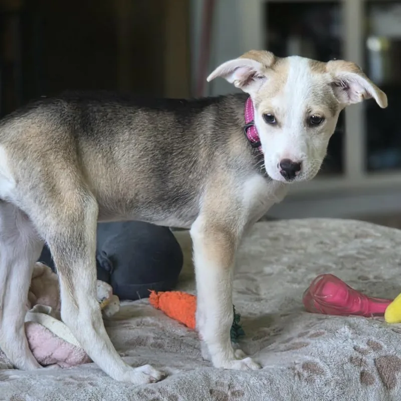 A baby small-sized female White / Cream Mixed Breed dog named Naya for adoption in Alma, WI