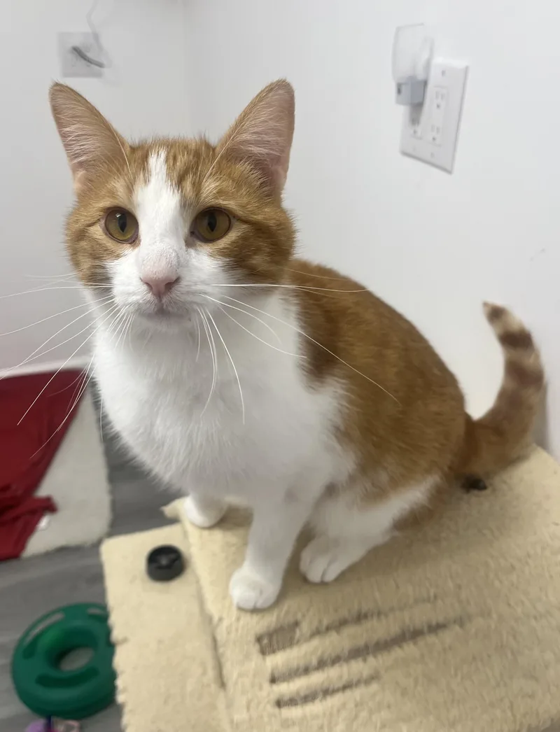 A young medium-sized male Orange & White Domestic Short Hair cat named Luca for adoption in Rochester, NY