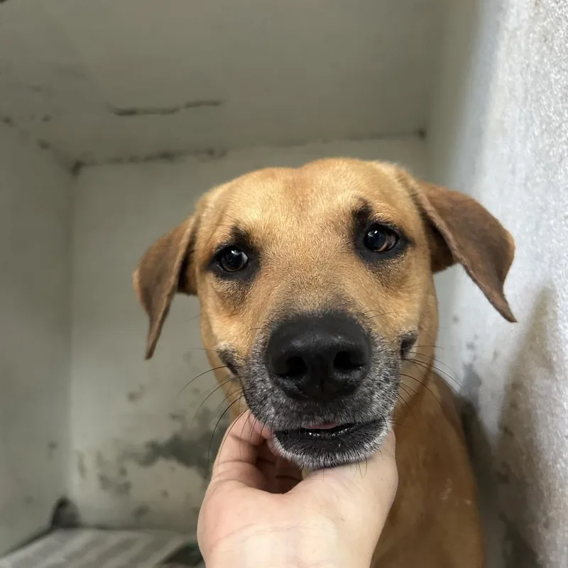 An adult small-sized male Mixed Breed dog named Don Ramon for adoption in Guaynabo, PR