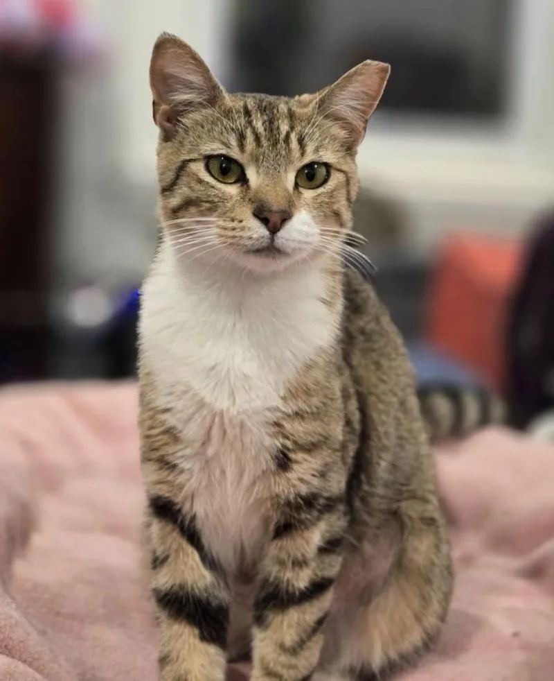 A young medium-sized female Domestic Short Hair cat named Circe for adoption in Philadelphia, PA