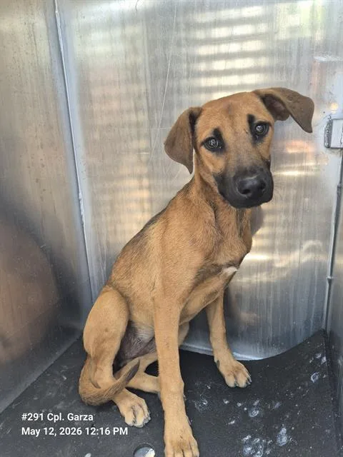 A young medium-sized female Hound dog named Rosey for adoption in San Antonio, TX