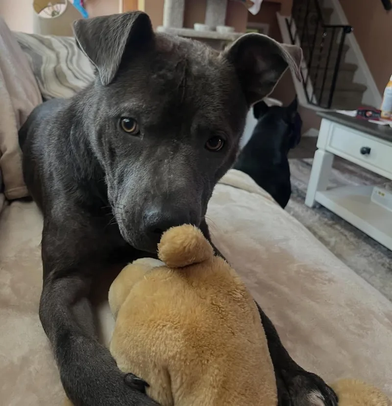 An adult medium-sized male Gray / Blue / Silver American Staffordshire Terrier dog named George for adoption in Detroit, MI