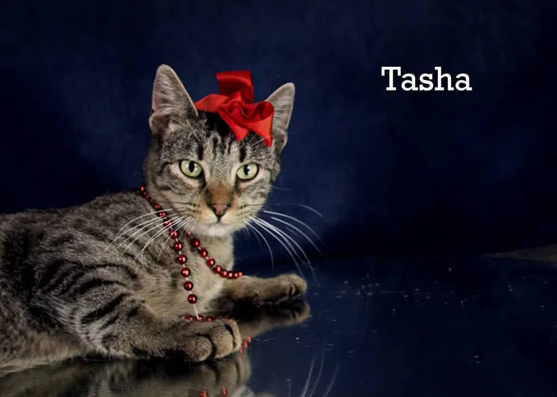 A young small-sized female Tabby (Brown / Chocolate) Domestic Short Hair cat named Tasha for adoption in York, NE