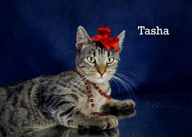 Tasha thumbnail 2