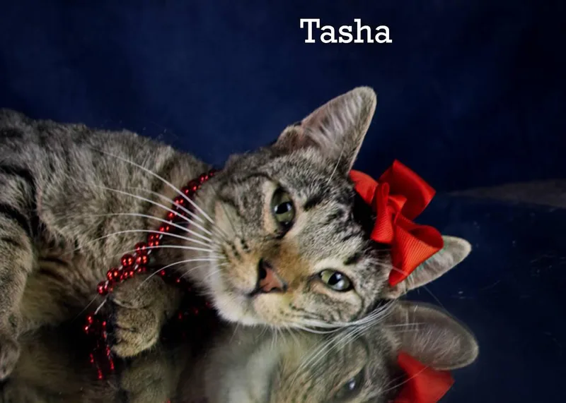 Tasha thumbnail 3