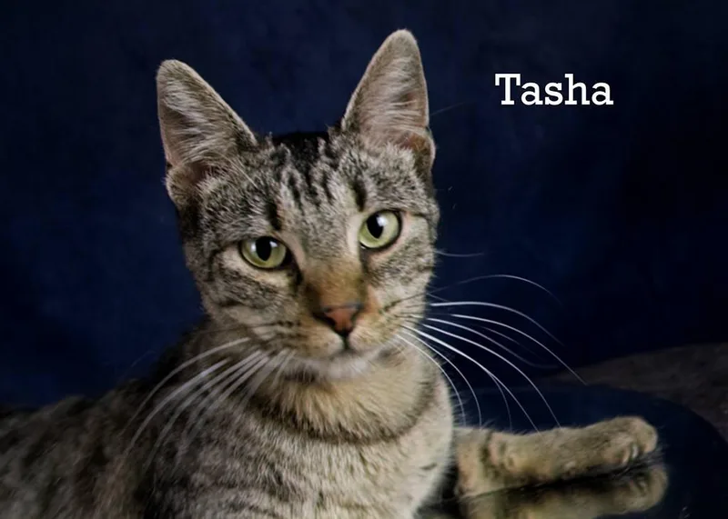 Tasha thumbnail 4