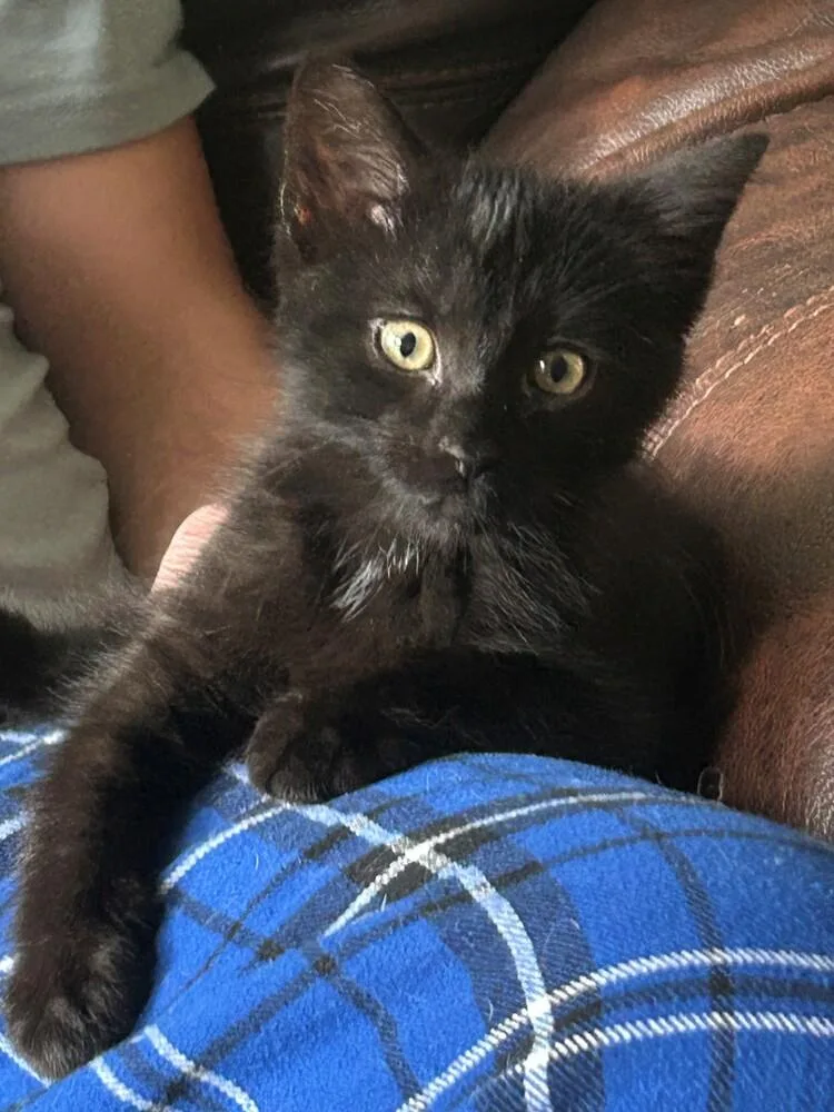 A baby small-sized male Black Domestic Short Hair cat named Jasper for adoption in Anoka, MN