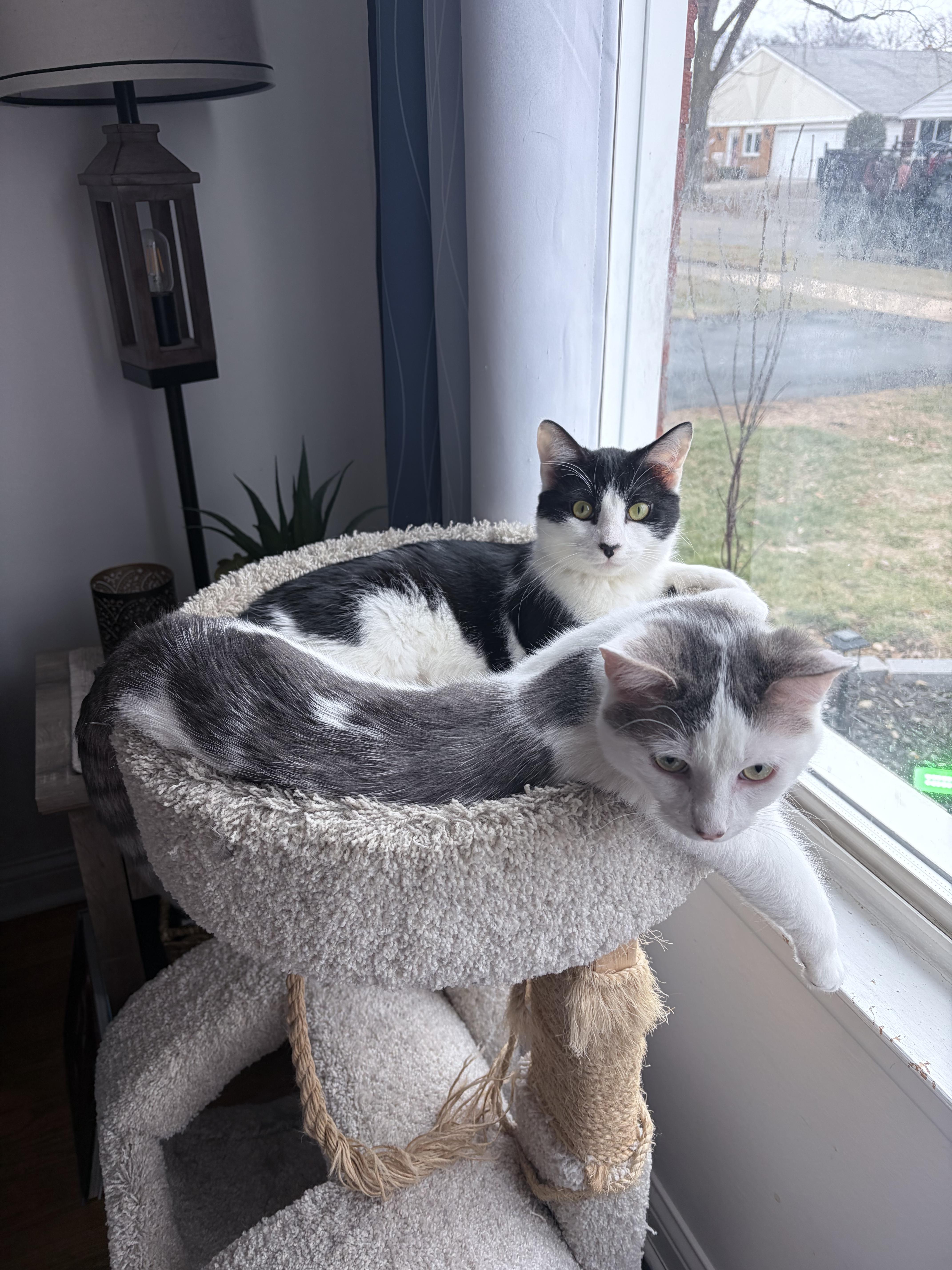 A young medium-sized male Domestic Short Hair cat named Toby for adoption in Chicago, IL