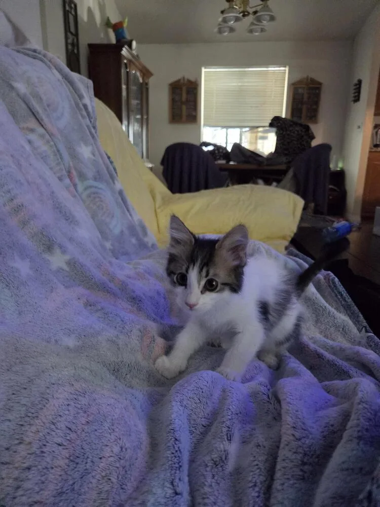 A baby small-sized female Black & White / Tuxedo Domestic Medium Hair cat named Nessarosa for adoption in Lancaster, CA