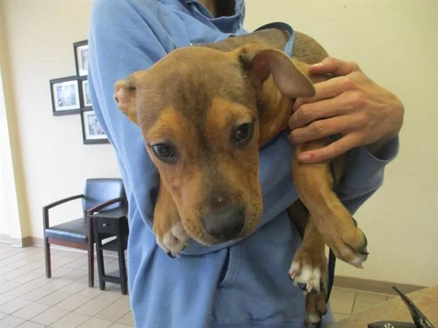 A baby medium-sized male German Shepherd Dog dog named Fredrick for adoption in Ocala, FL