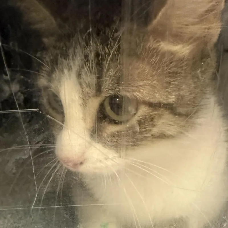 A young medium-sized female Brown / Chocolate Domestic Short Hair cat named Niblet for adoption in Birmingham, AL